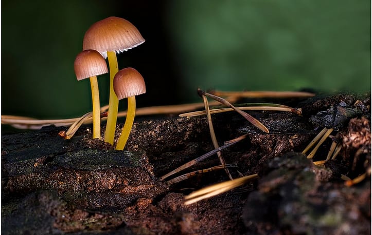 magic mushrooms